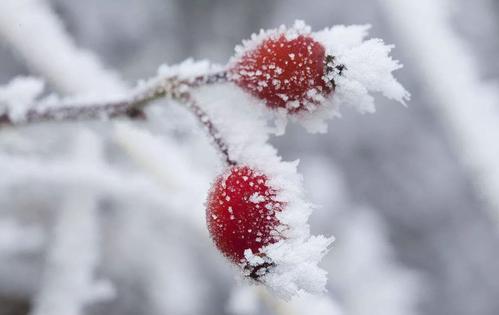 秋季最后一節令,霜降到